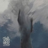 海龟先生