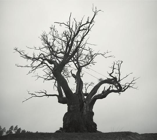 SEKAI NO OWARI 2010-2019[通常盤]