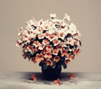 风花