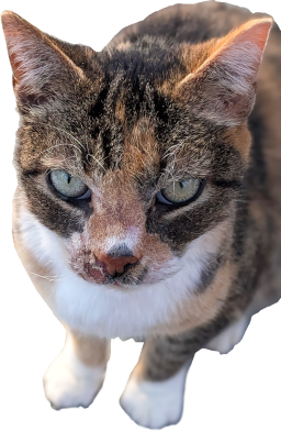 :charlene_the_cat: