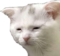 :tiredcat: :tiredcat: