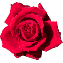 :rose: