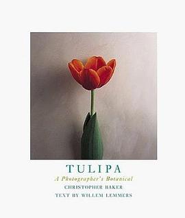Tulipa