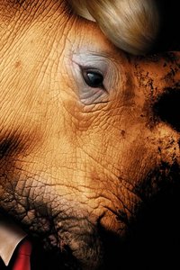 Rhinoceros 版本1