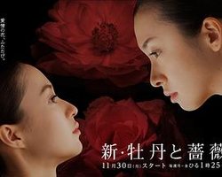 新牡丹与蔷薇