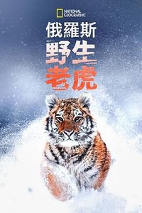 Russia's Wild Tiger