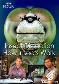 Insect Dissection: How Insects Work