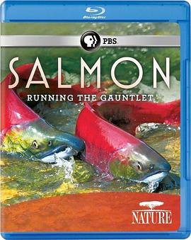 Nature (Salmon: Running the Gauntlet)