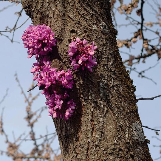 Meeting With A Judas Tree