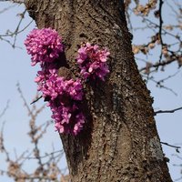 Meeting With A Judas Tree