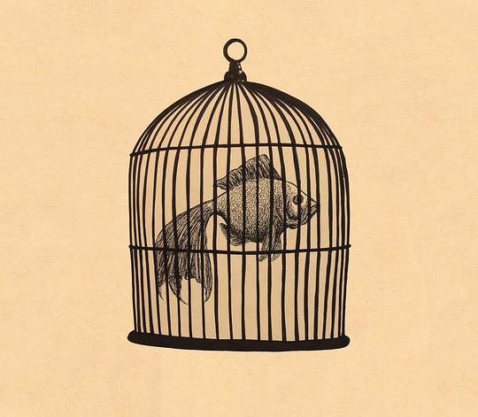 Fish In A Birdcage