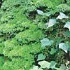 Circulation - the sounds of the moss