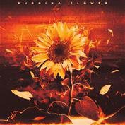 Burning Flower