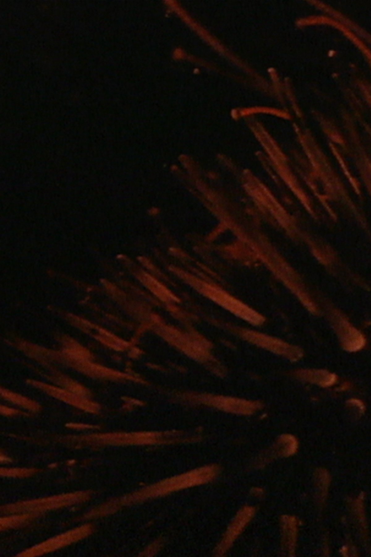 Sea Urchins