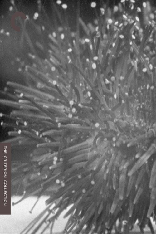 Sea Urchins