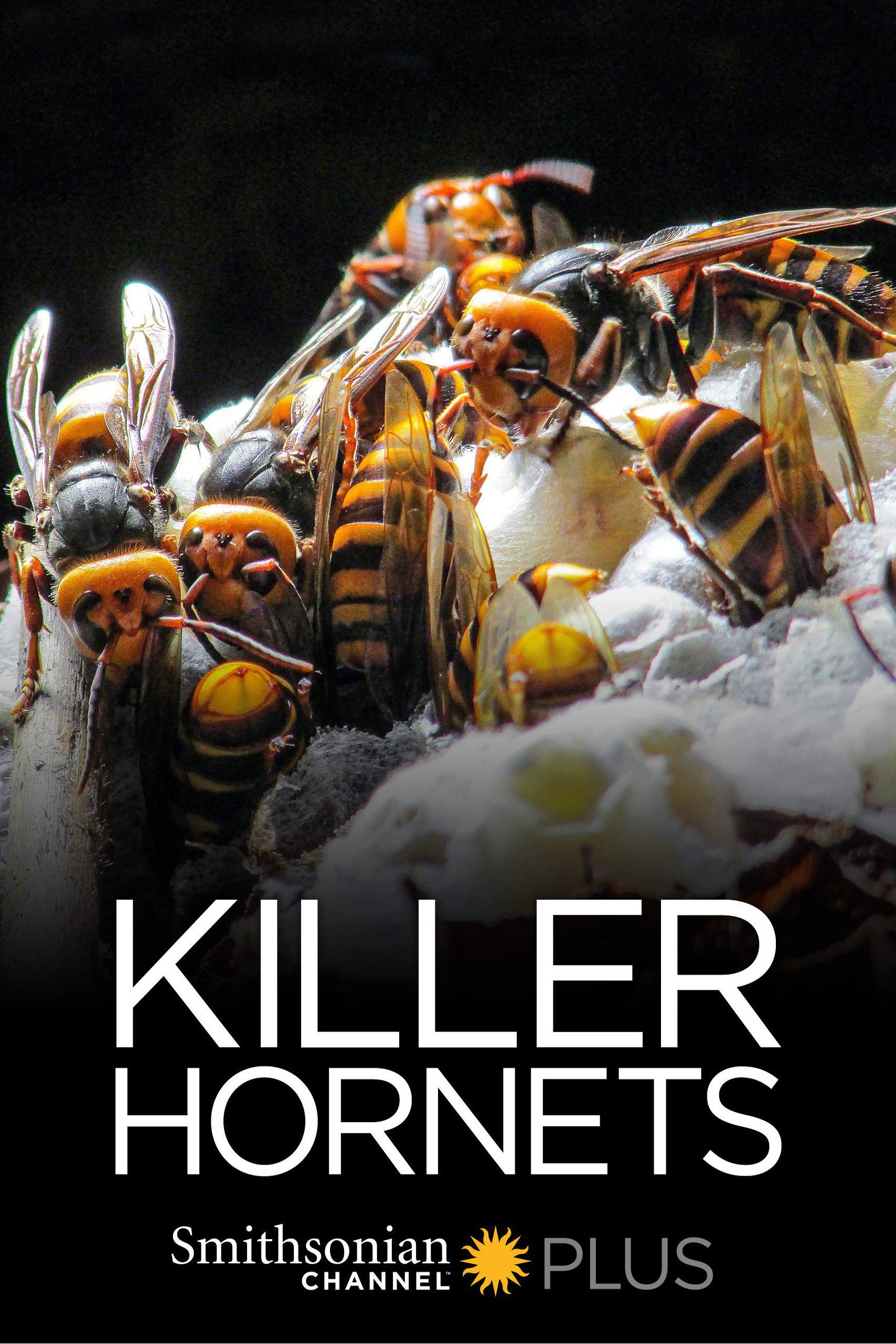 Killer Hornets