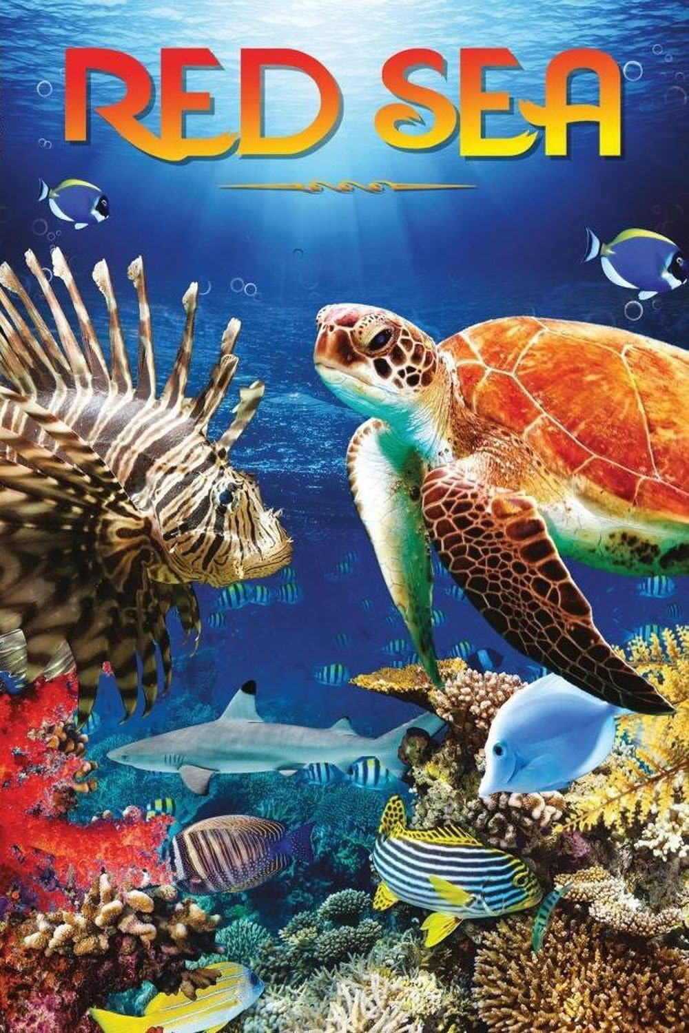 海底风光
