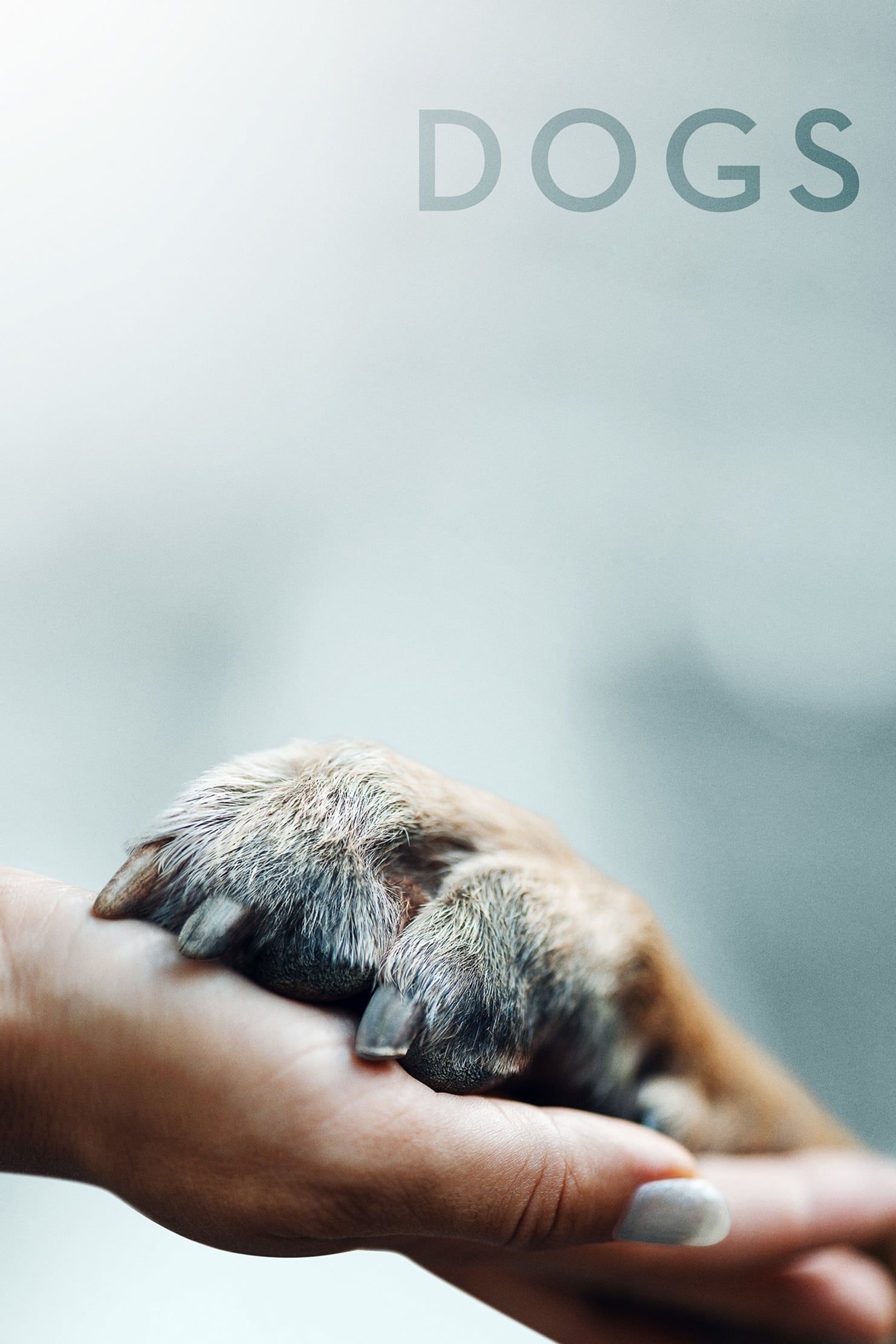 爱犬情深
