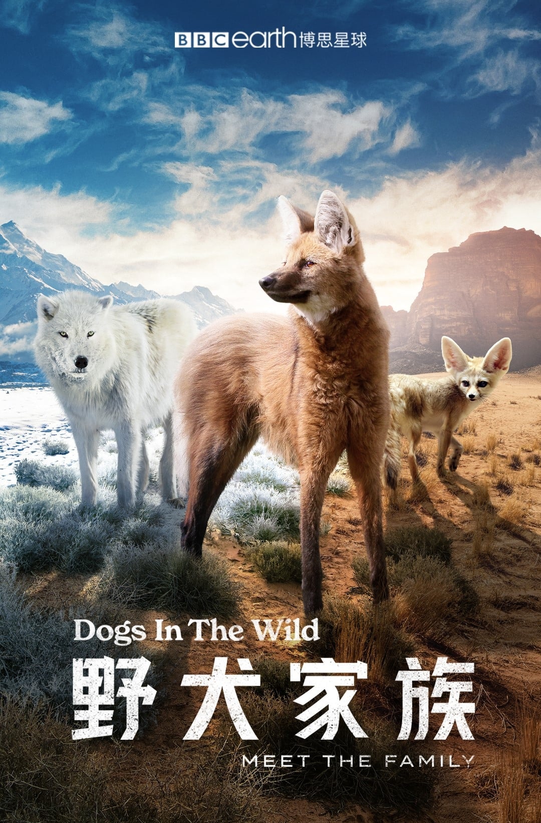 野犬家族