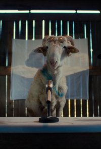 Sheep