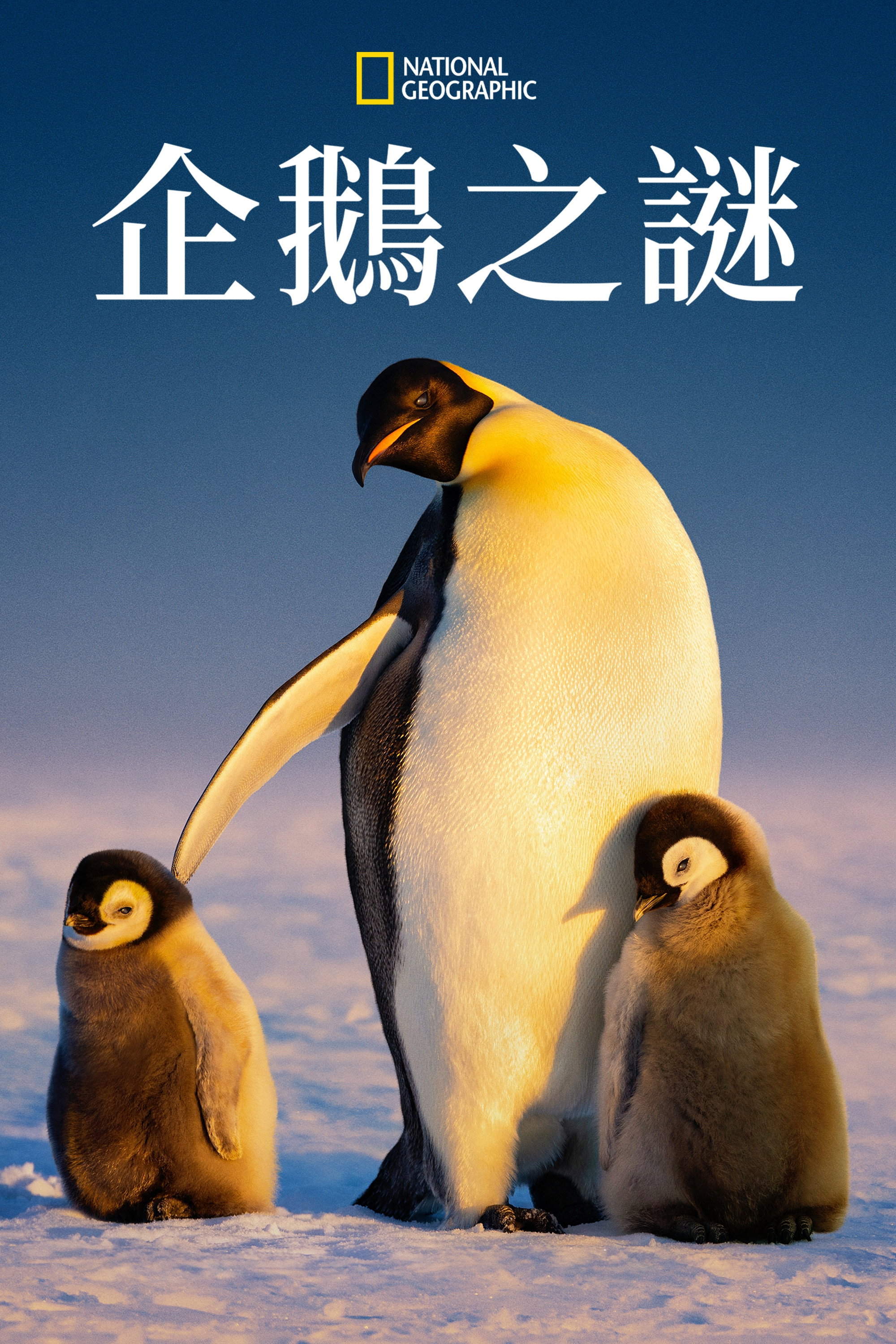 Die geheimnisvolle Welt der Pinguine