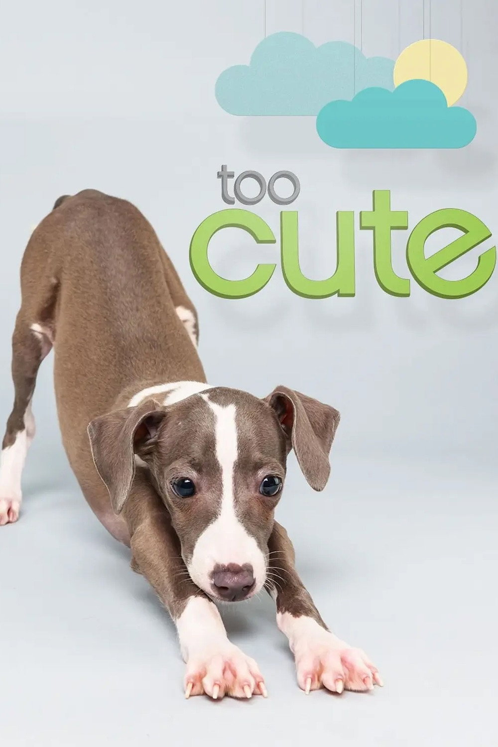 Too Cute sæson 5