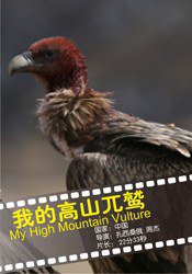 My High Mountain Vulture
