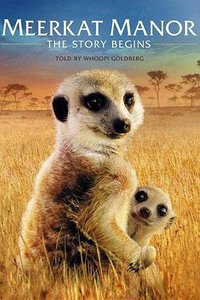 Meerkat Manor: The Story Begins