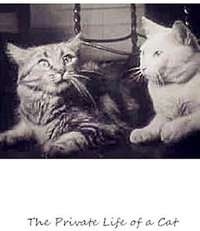 The Private Life of a Cat