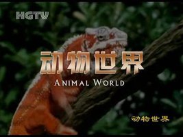 Animal World