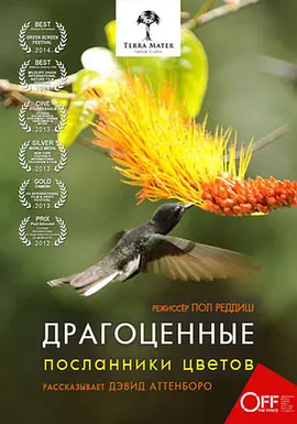 Hummingbirds Jewelled Messengers