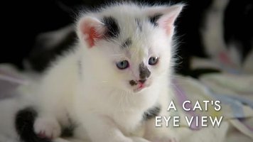 地平线系列：猫咪观察