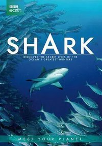 Shark