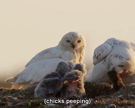A Winter's Tale: The Journey Of The Snowy Owls