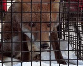 Fox Wars