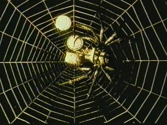 The Gold Spider