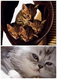 小猫的秘密