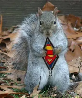 Natural World: The Super Squirrels