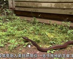 世界致命动物系列：亚太地区篇