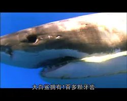 世界致命动物系列：澳大利亚篇