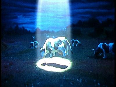 Herd