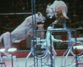 Notes on the Circus