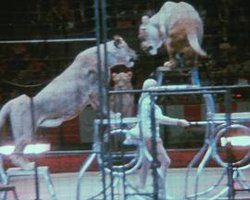 Notes on the Circus