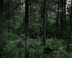 Camouflage