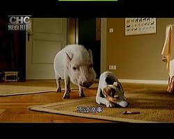 宠物寄语