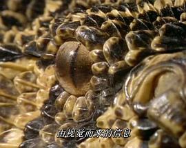 Wildlife Specials - Serpent