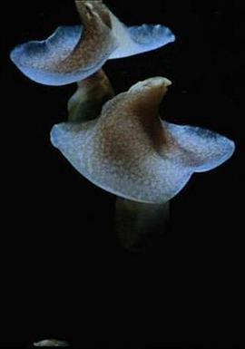 Acera, or the Witches' Dance