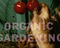 Rat Life and Diet in North America