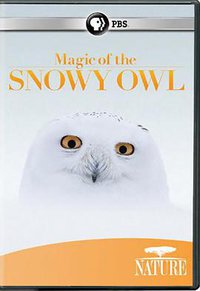 Magic of the Snowy Owl