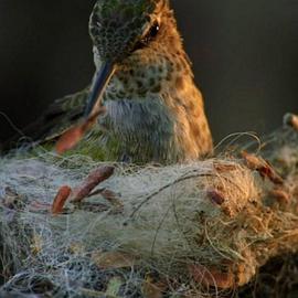 Animal Homes: The Nest